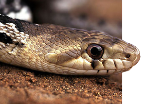 a gopher snake